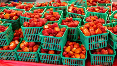 Many basketfuls of strawberries.