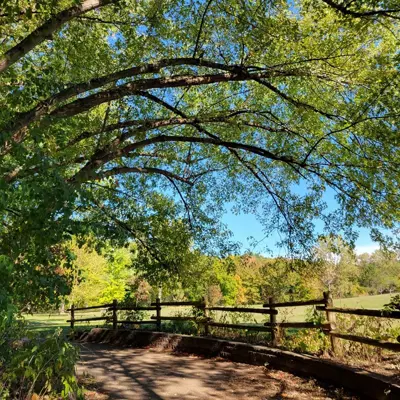 Trees arching over a trail path in Brunet Park.