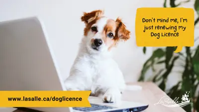 Dog Licence Renewal Graphic for News Release 