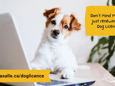 Dog Licence Renewal Graphic for News Release 